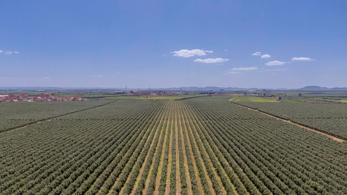 The Digital Revolution in Olive Farming: How Agrivate Takes Precision Irrigation to the Next Level