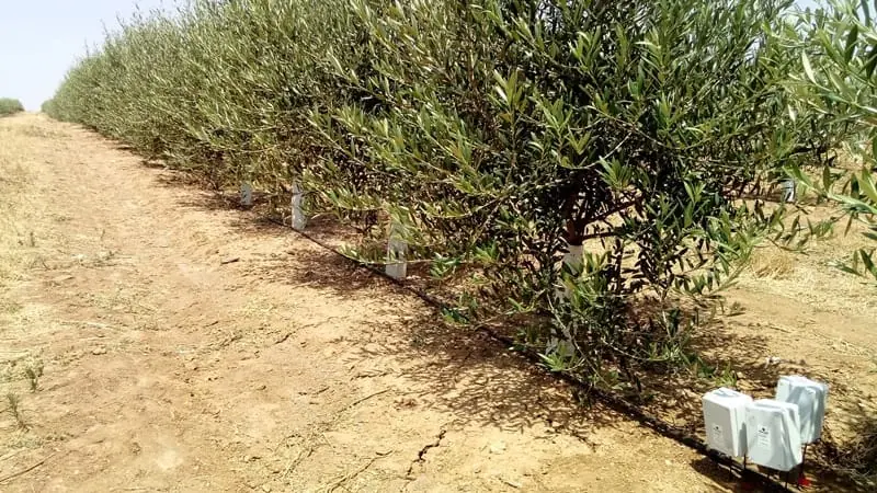 Ελλειμματική άρδευση στην Ελιά